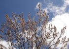 Kirschblüte, blauer Himmel mit Wolken